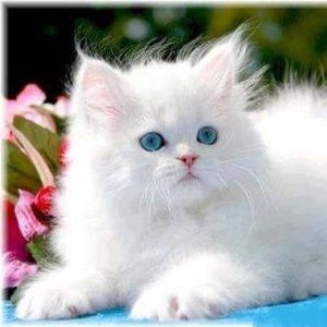 Meet your Posher, Masriah